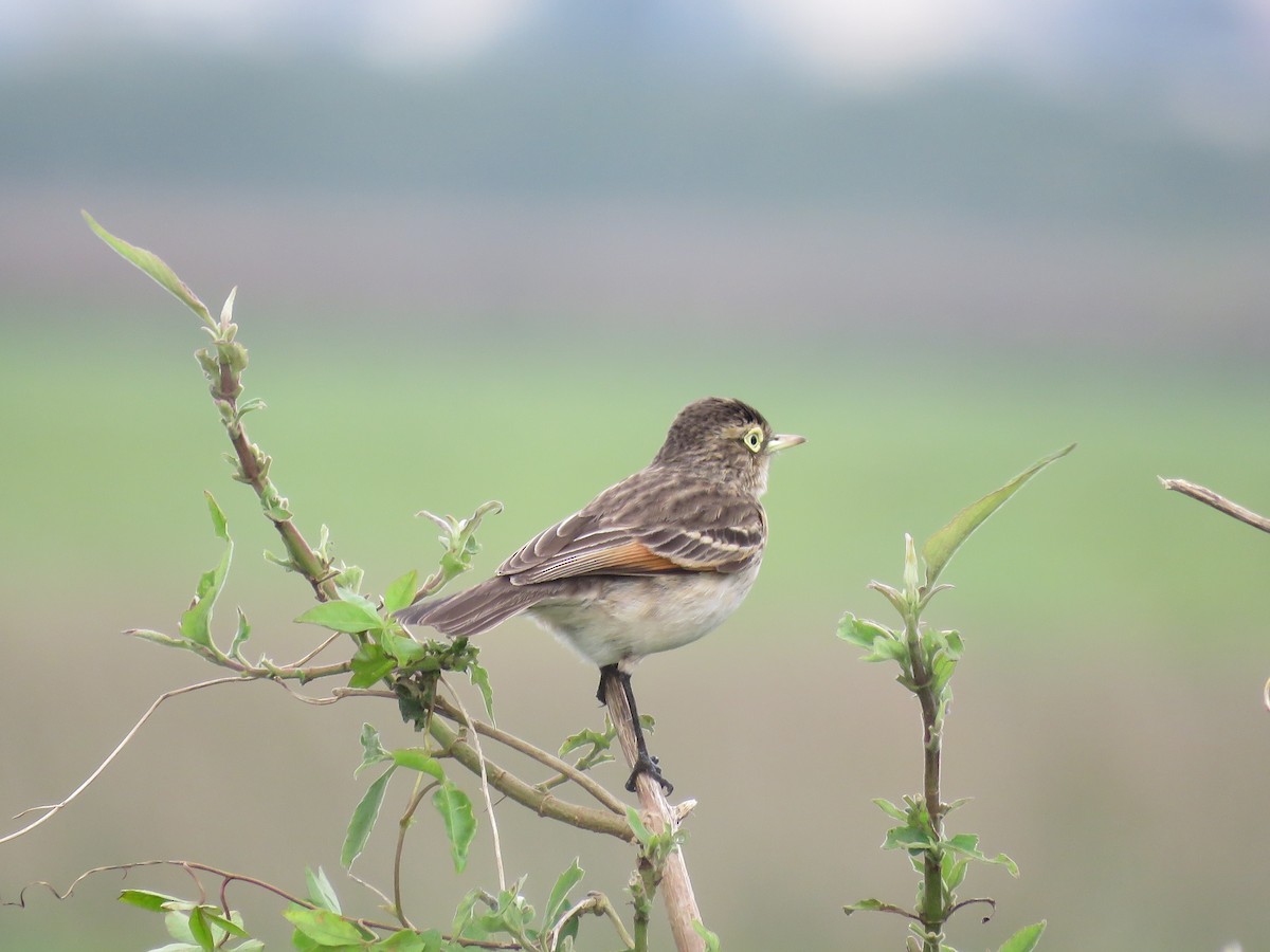 Spectacled Tyrant - ML266409801