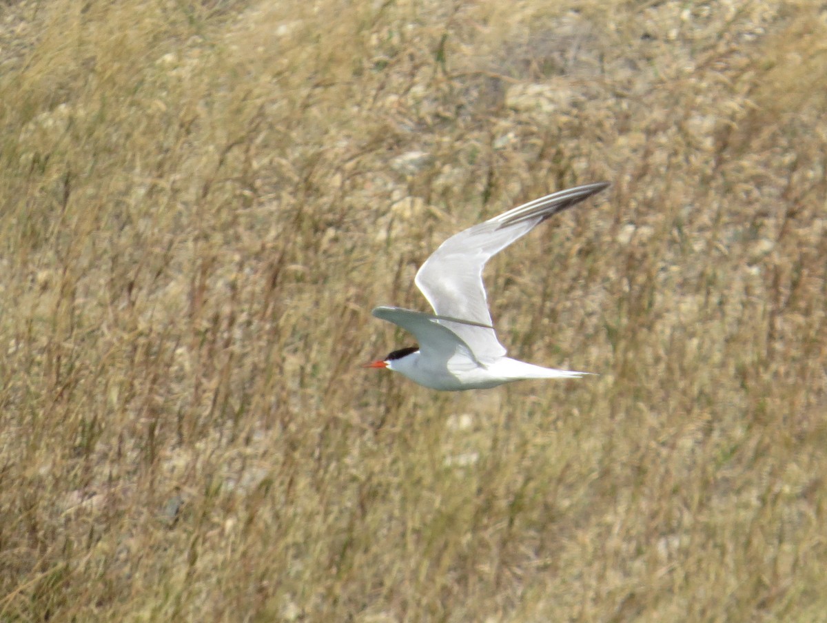 Common Tern - Asher  Warkentin