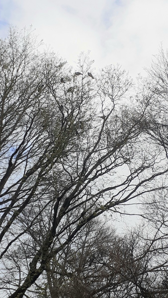 New Zealand Pigeon - ML266410021