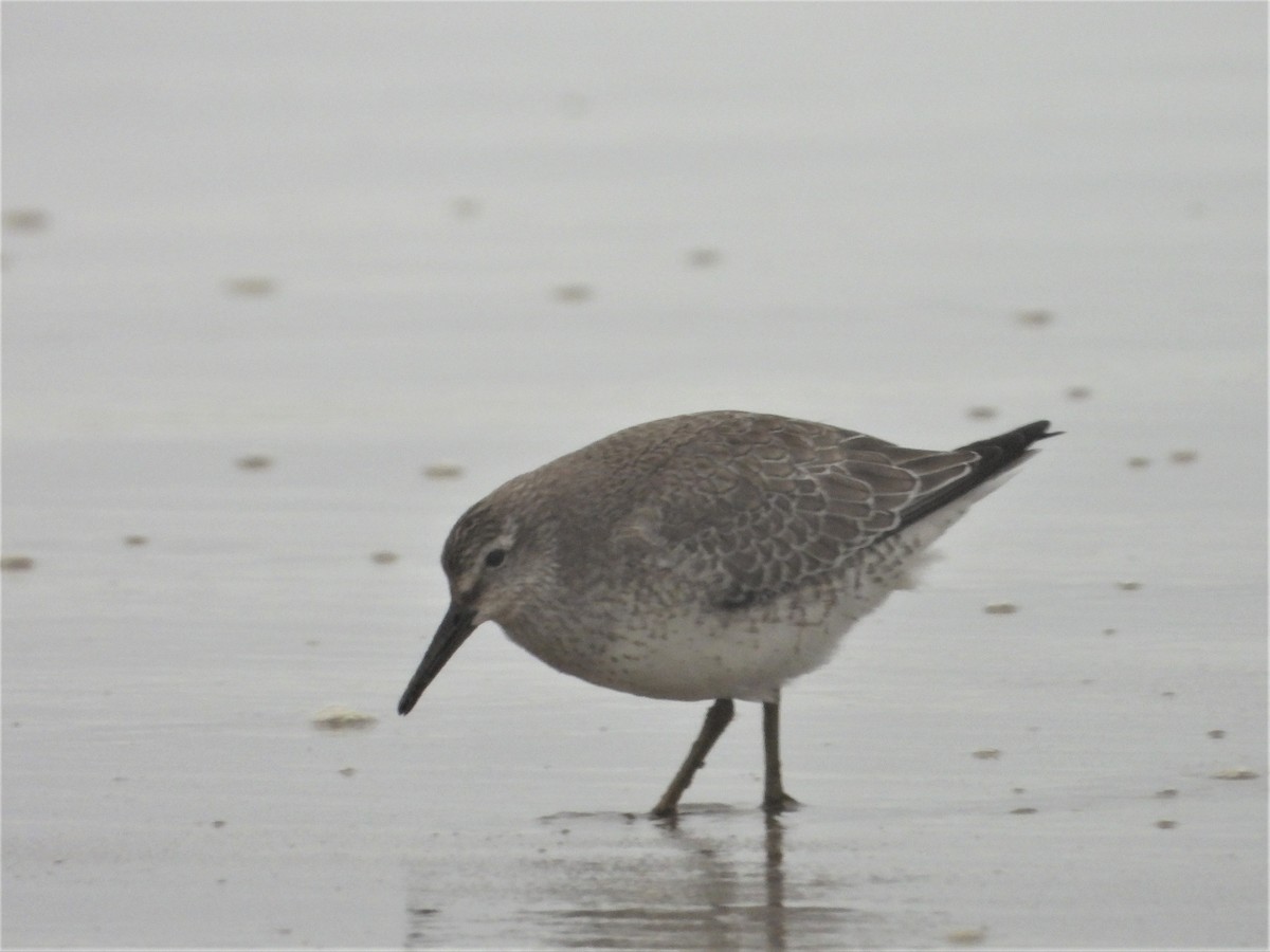 Red Knot - Russ Namitz