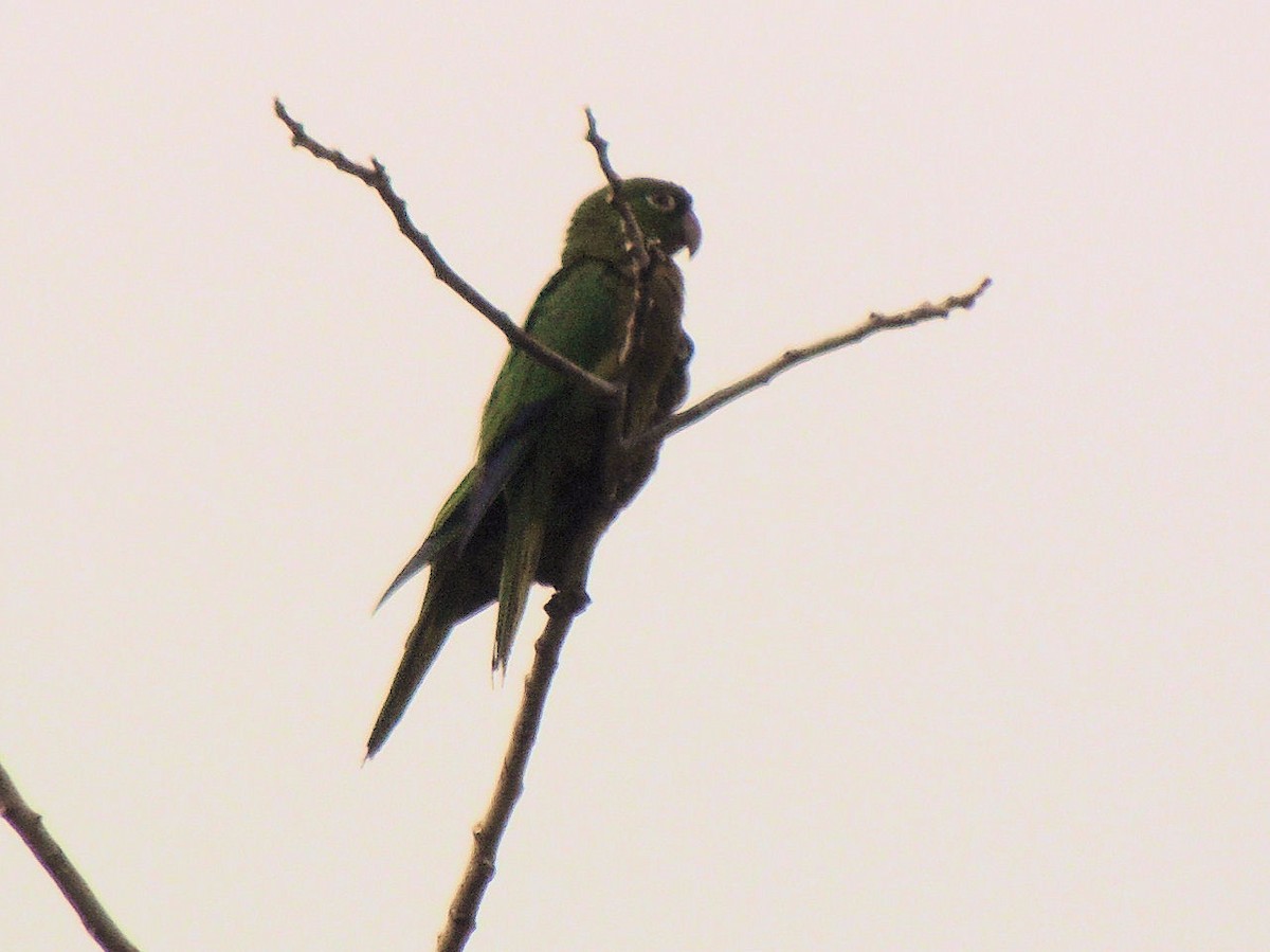 Yellow-billed Parrot - ML266412441