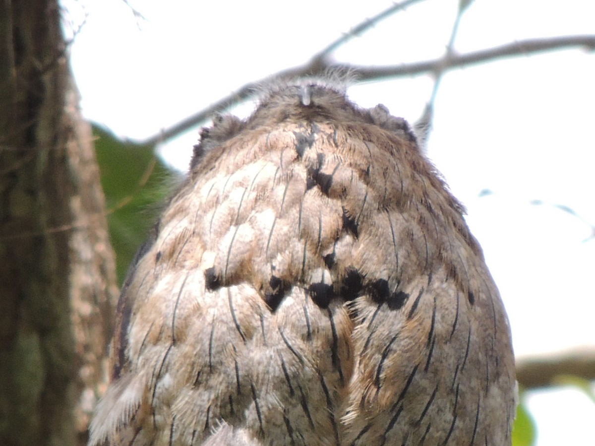 Northern Potoo - ML266412581