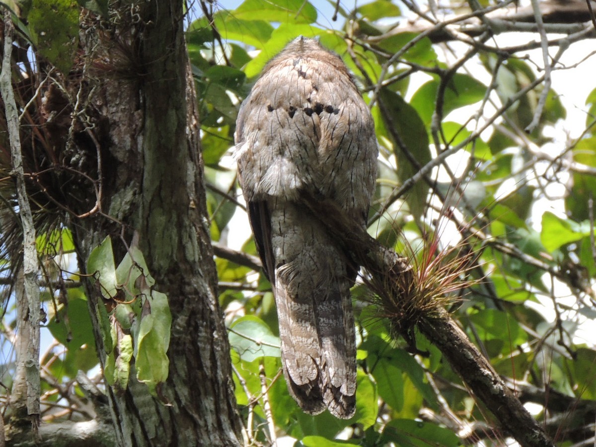 Northern Potoo - ML266412611