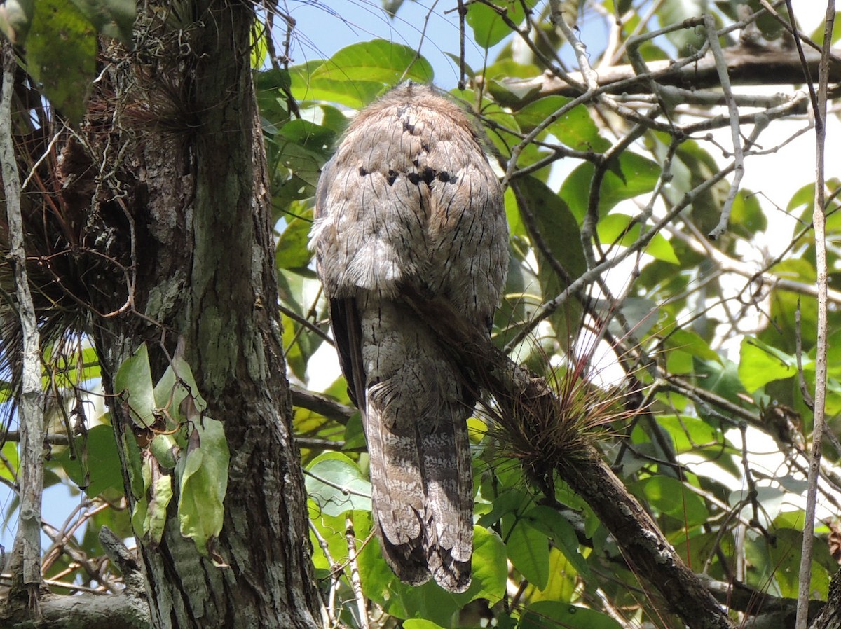 Northern Potoo - ML266412621