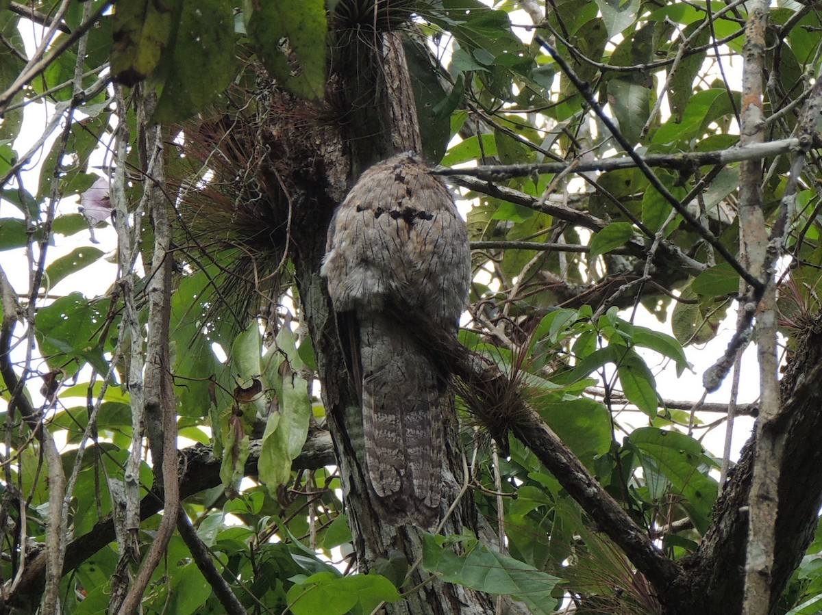 Northern Potoo - ML266412631