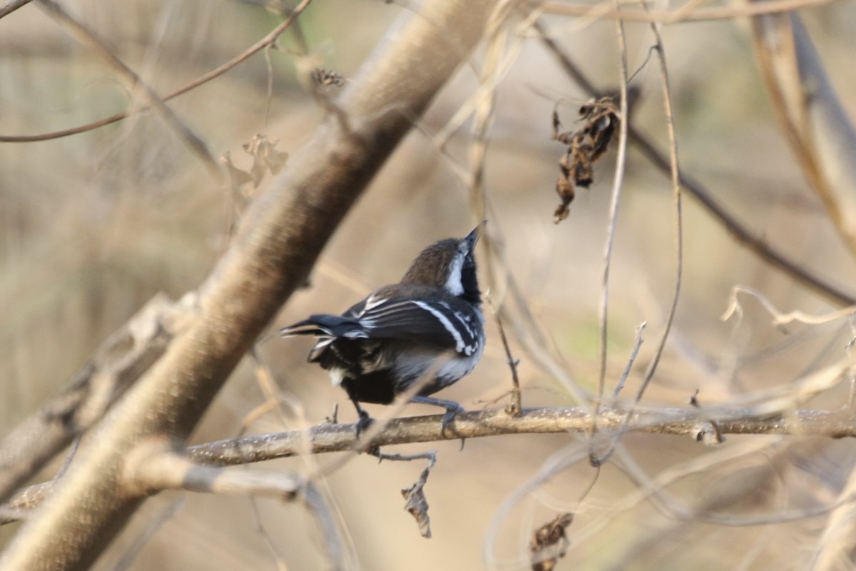 Northern White-fringed Antwren - ML266414061