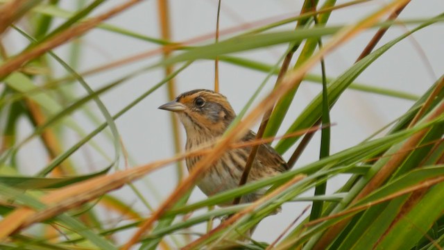 Bruant à queue aiguë - ML266414221