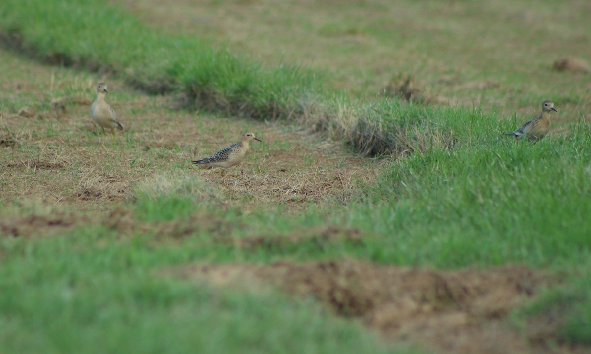 Buff-breasted Sandpiper - ML266414481