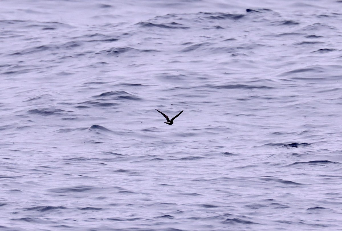 Townsend's Storm-Petrel - ML266414681