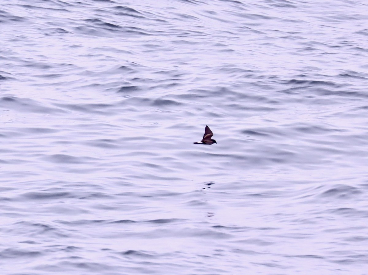 Townsend's Storm-Petrel - ML266414701