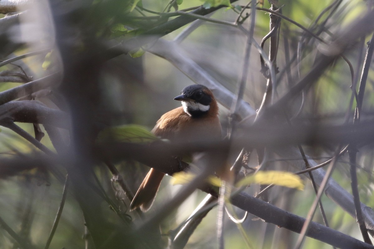 White-whiskered Spinetail - ML266415231