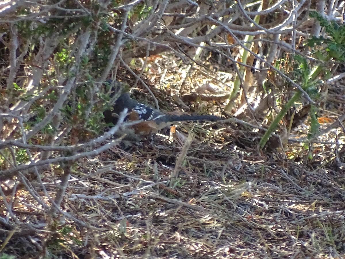 Spotted Towhee (maculatus Group) - Shey Claflin