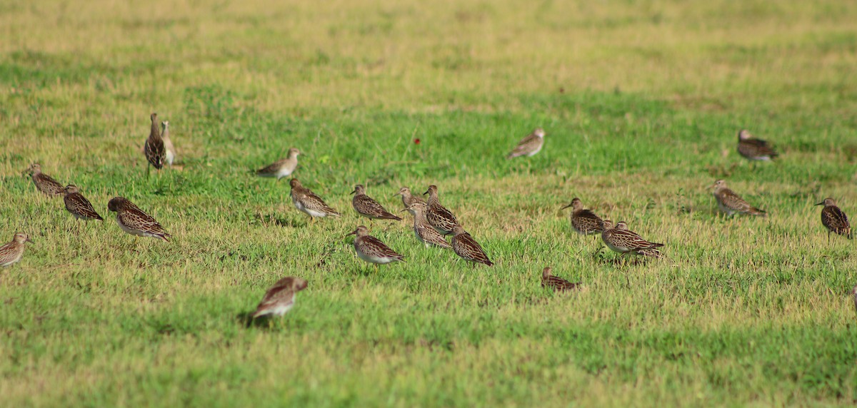 Pectoral Sandpiper - ML266416041