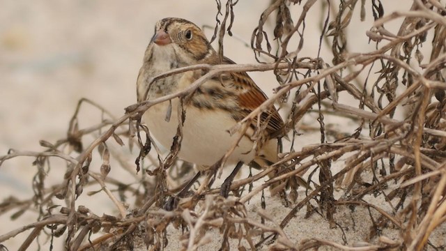 Lapland Longspur - ML266416081