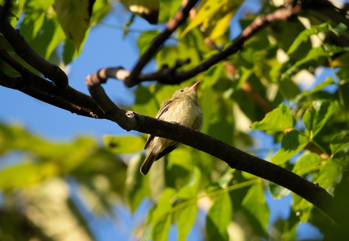 Yellow-bellied Flycatcher - Lincoln Martin