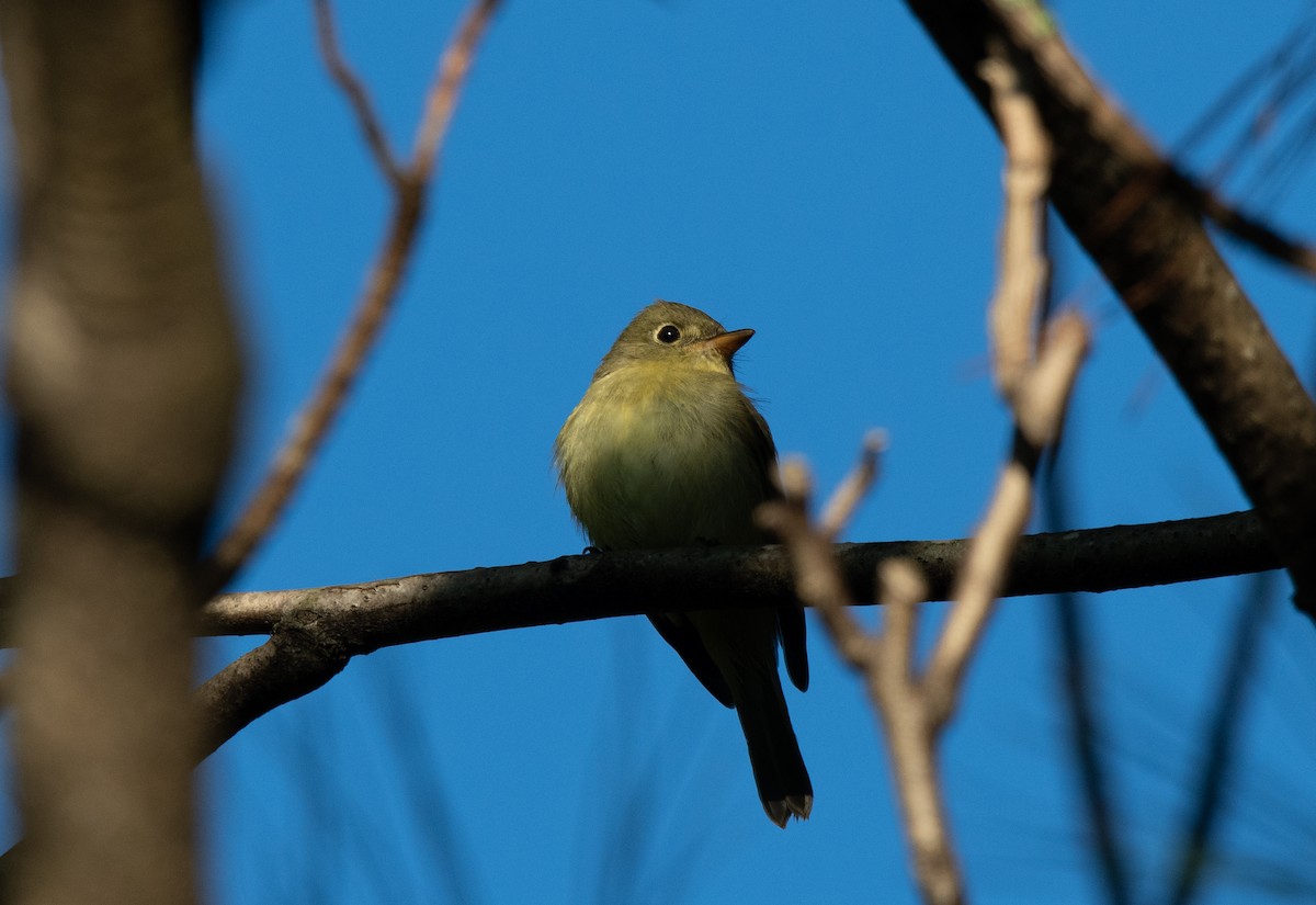 Yellow-bellied Flycatcher - ML266416371