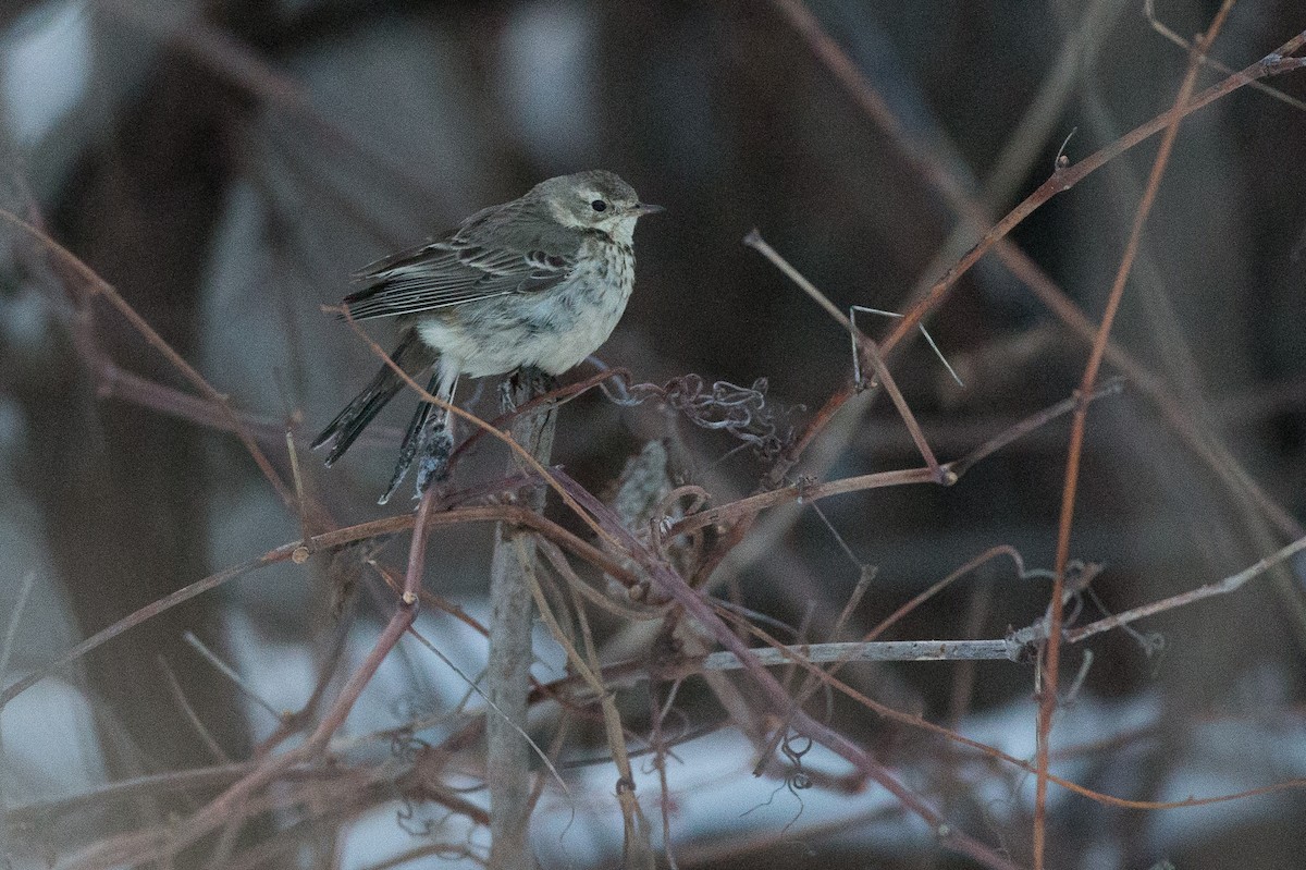 Pipit d'Amérique - ML26641641