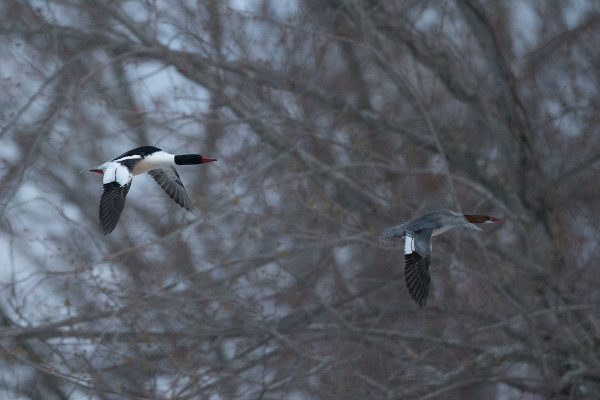 Common Merganser (North American) - Chris Wood