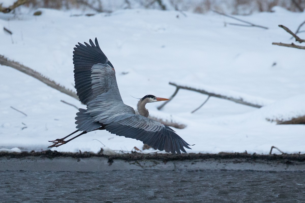 Great Blue Heron (Great Blue) - ML26641741