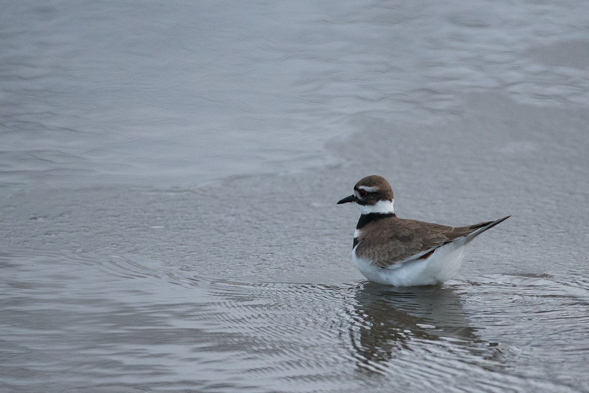 Killdeer - ML26641811