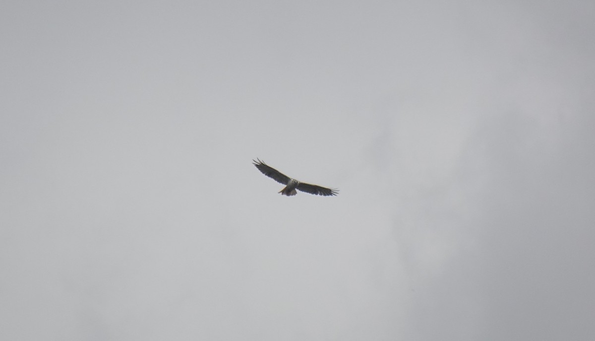 Red-tailed Hawk - Michael Mayer