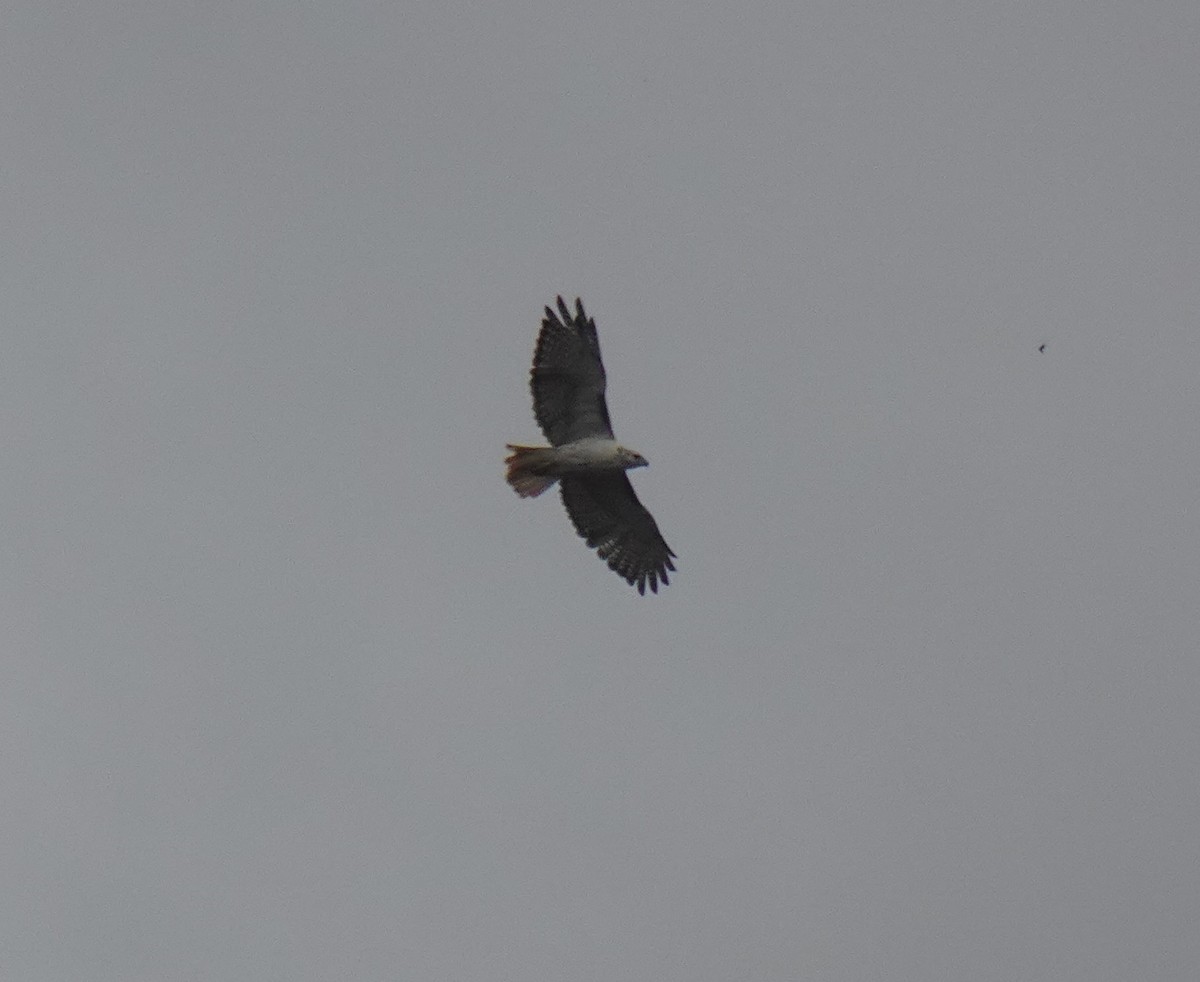 Red-tailed Hawk - ML266419021