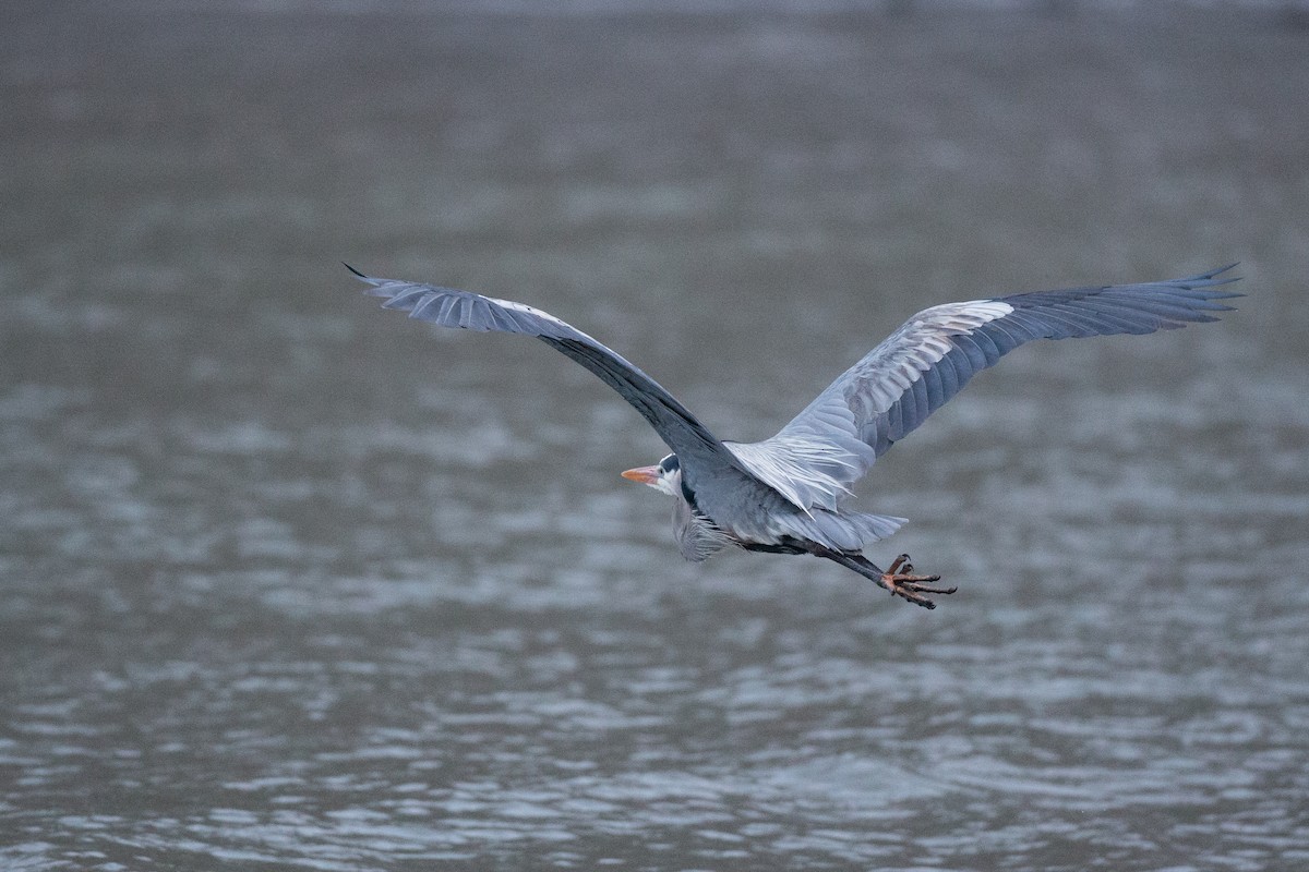 Great Blue Heron (Great Blue) - ML26641931