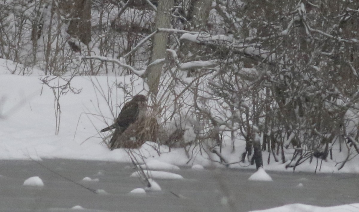 Northern Harrier - ML26642111