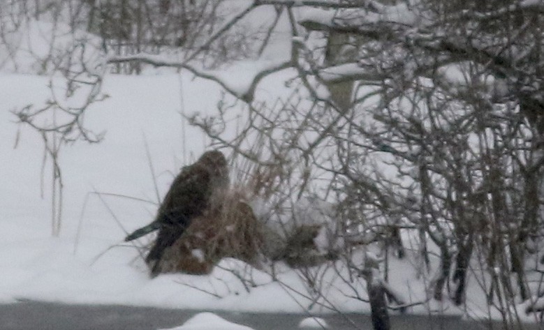 Northern Harrier - ML26642121