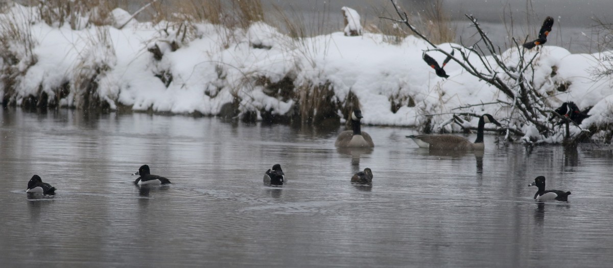 Ring-necked Duck - ML26642191