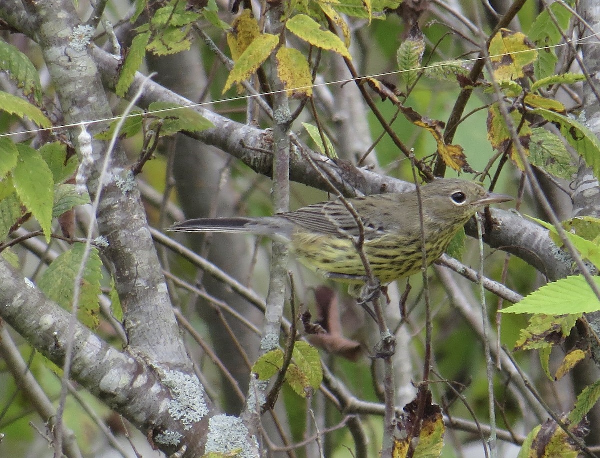 Kirtland's Warbler - ML266422771
