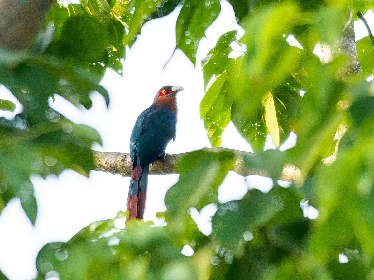 Chestnut-breasted Malkoha - ML266423351