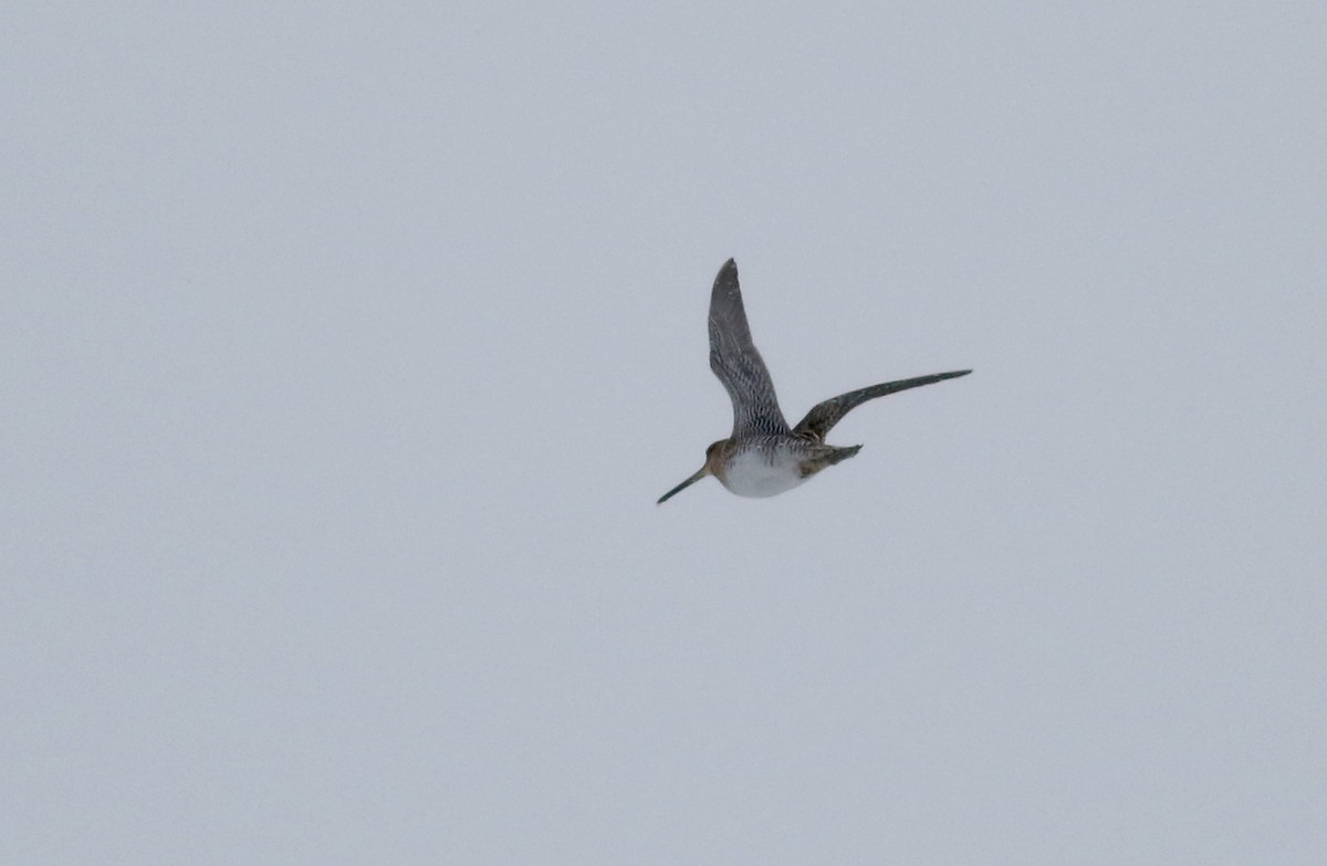 Wilson's Snipe - ML26642381