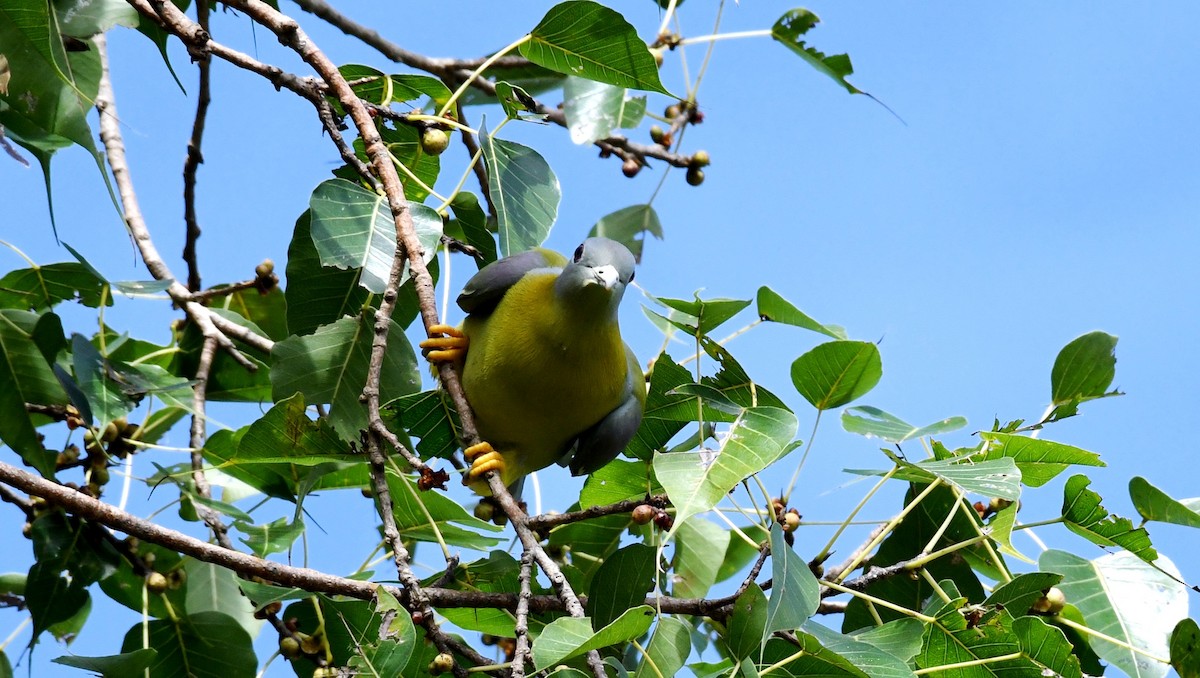 Yellow-footed Green-Pigeon - mathew thekkethala