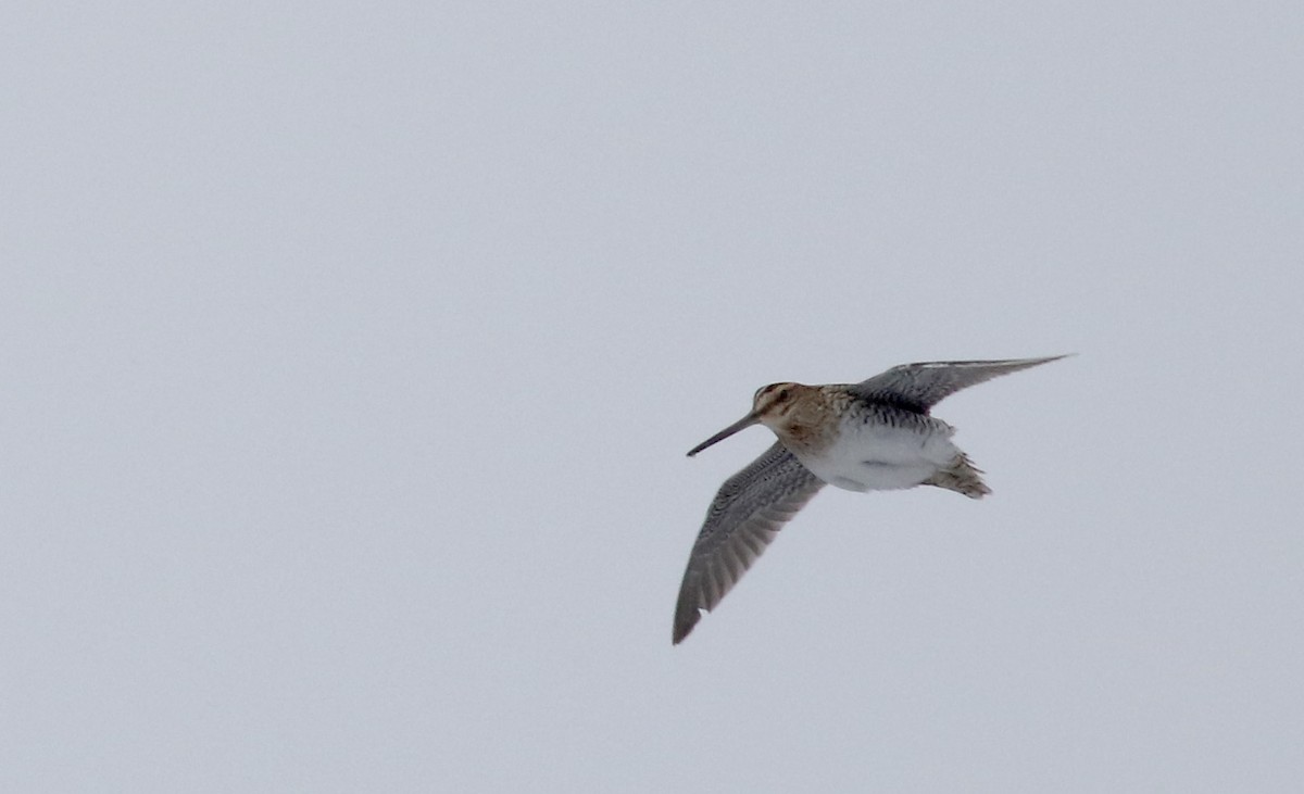 Wilson's Snipe - Jay McGowan