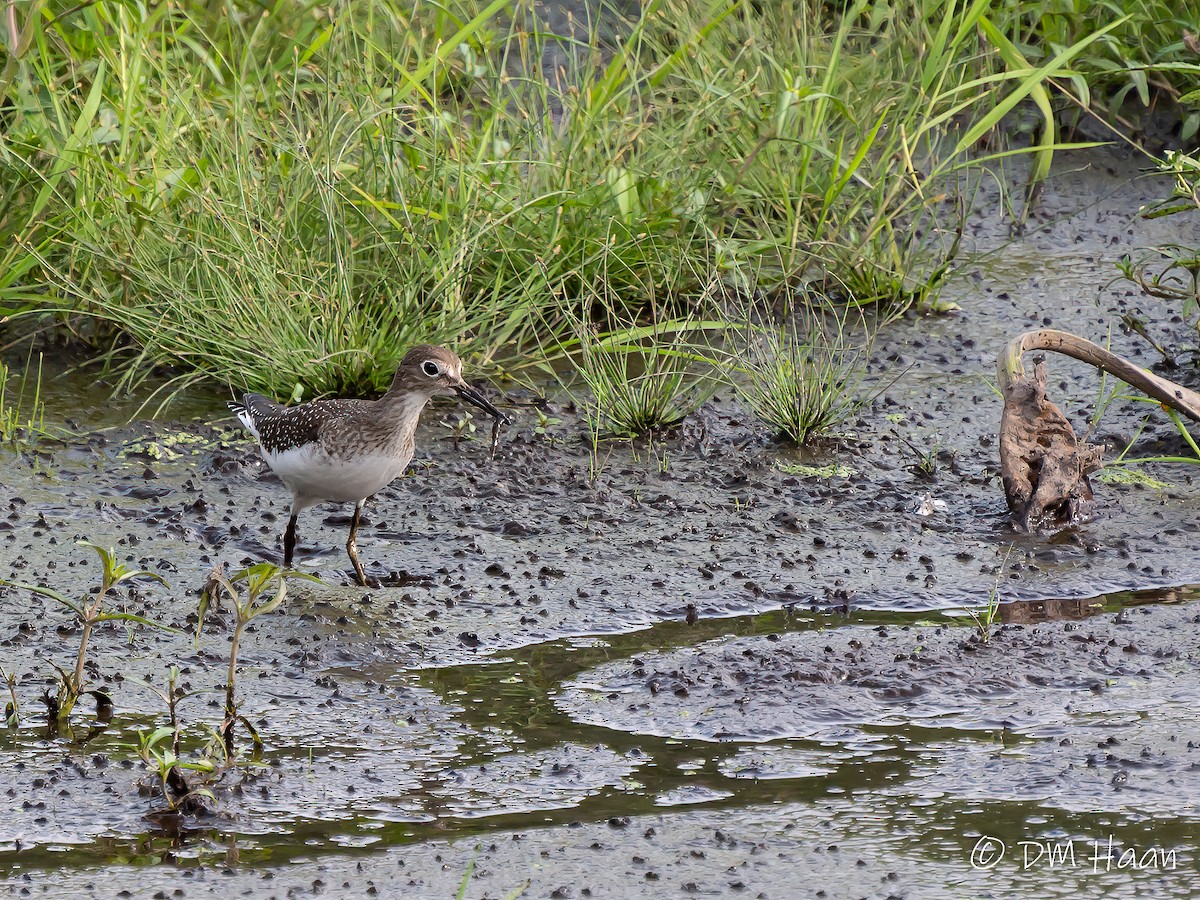 Solitary Sandpiper - ML266425731