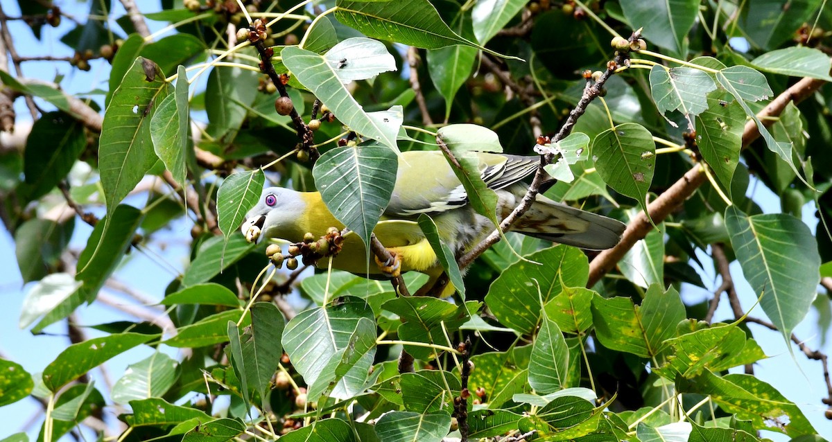 Yellow-footed Green-Pigeon - ML266427031