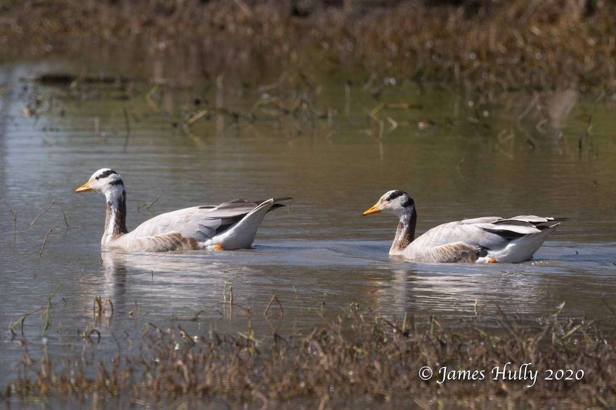 Bar-headed Goose - ML266428441