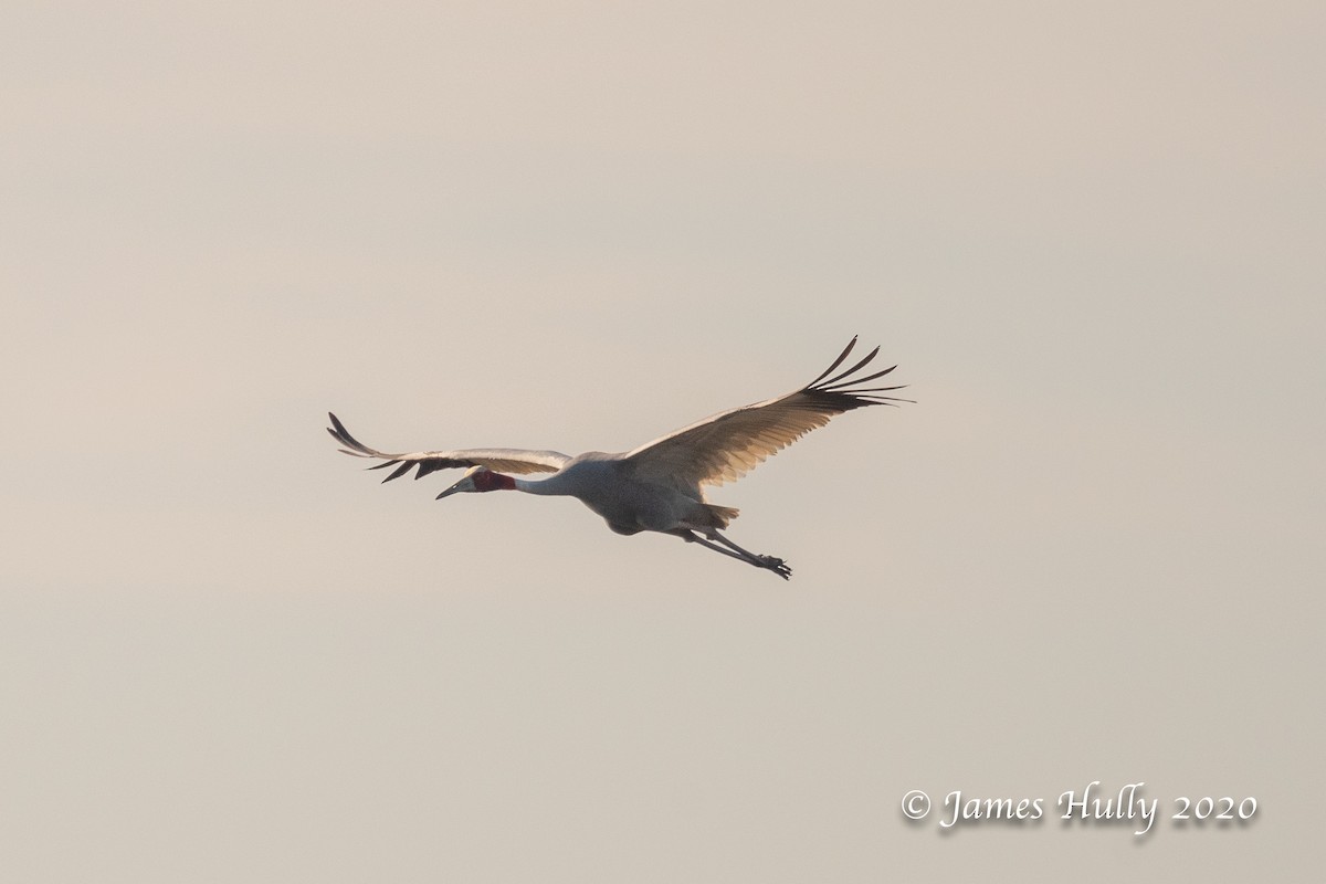 Sarus Crane - ML266428761