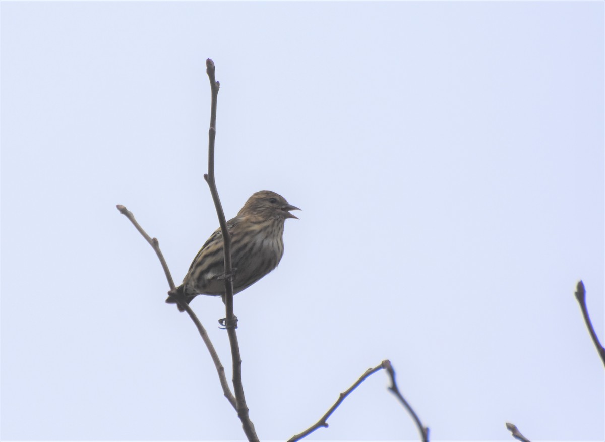 Pine Siskin - ML266428821