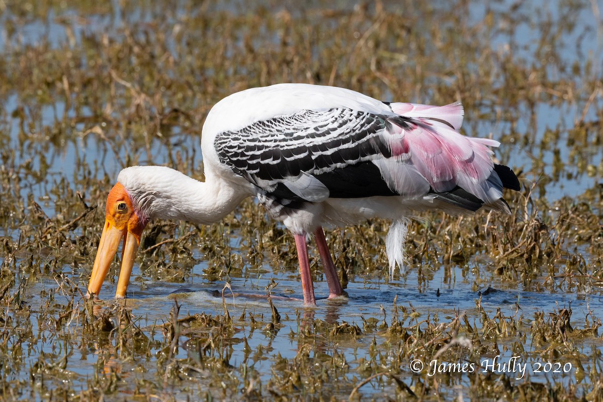 Painted Stork - ML266428831