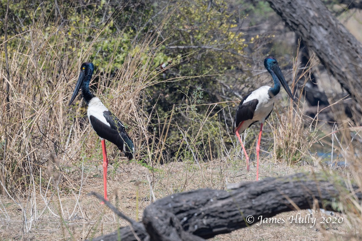 Black-necked Stork - Jim Hully