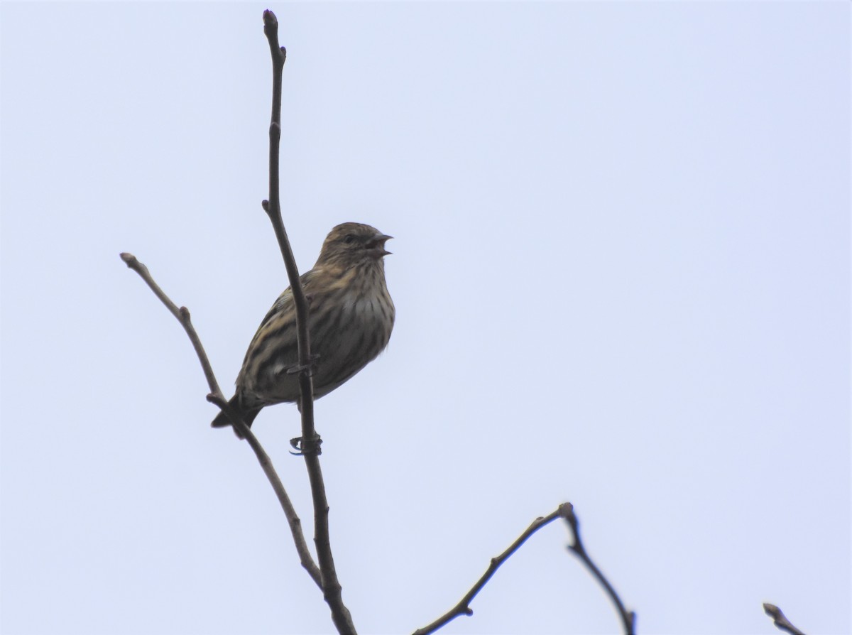 Pine Siskin - ML266428941