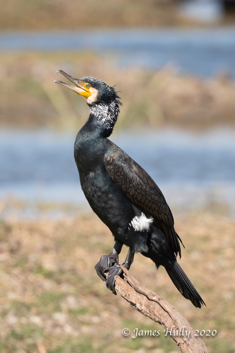 Great Cormorant - Jim Hully