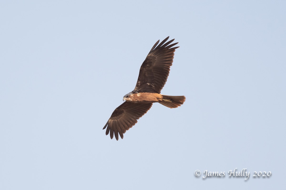 Western Marsh Harrier - Jim Hully