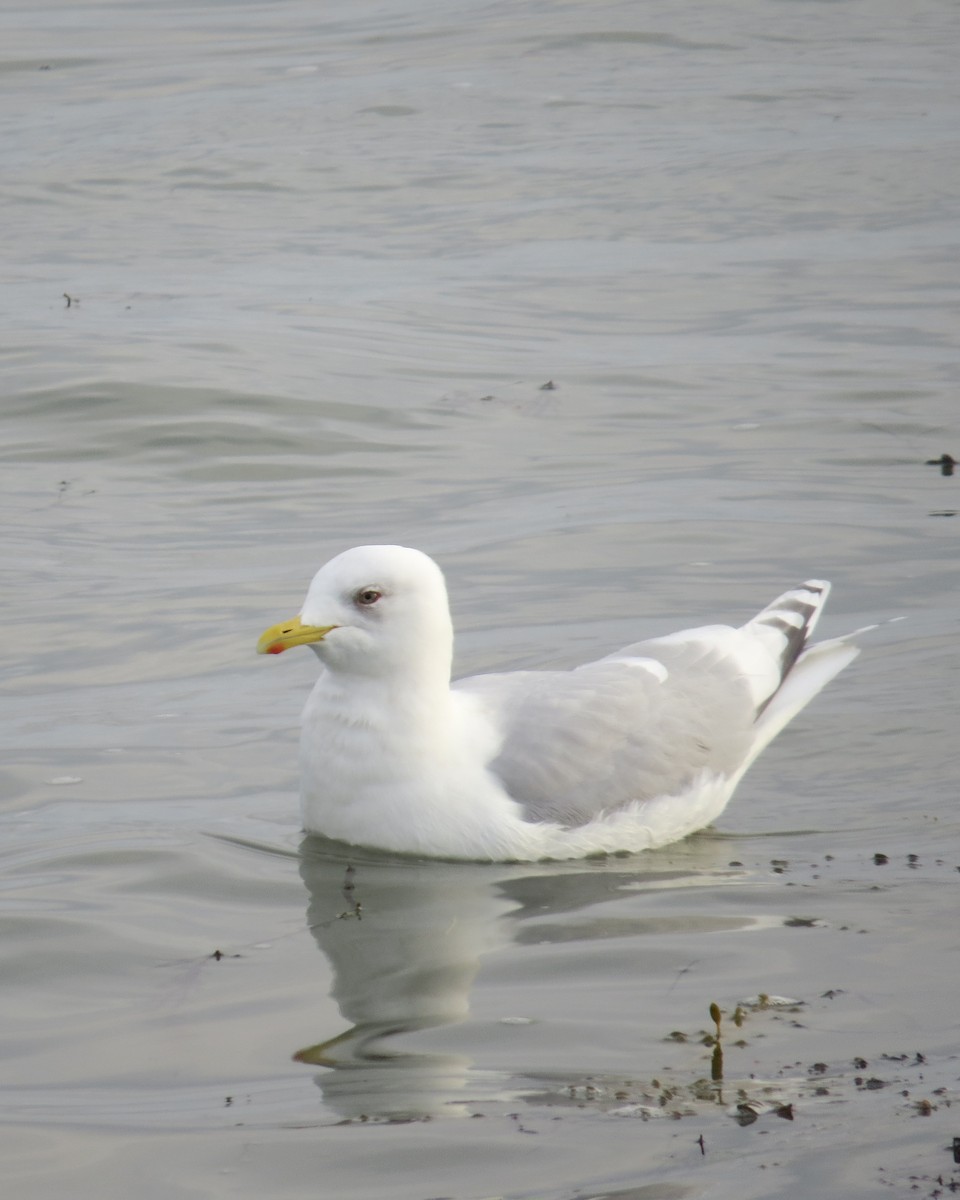 Iceland Gull (kumlieni/glaucoides) - Angela Granchelli
