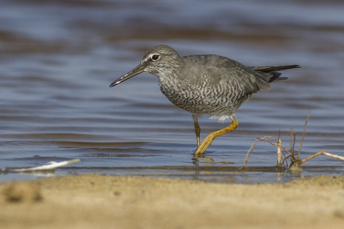 Wandering Tattler - Jacob Drucker