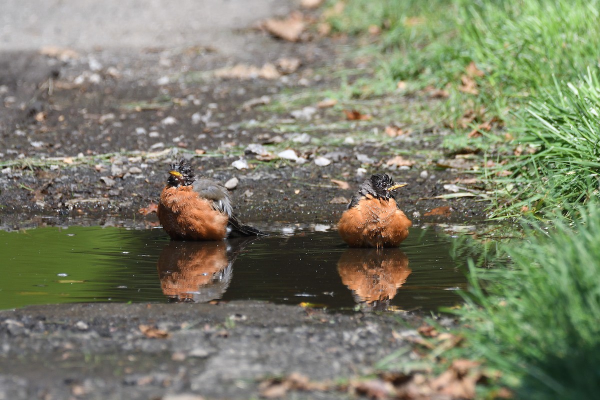American Robin - ML266435101