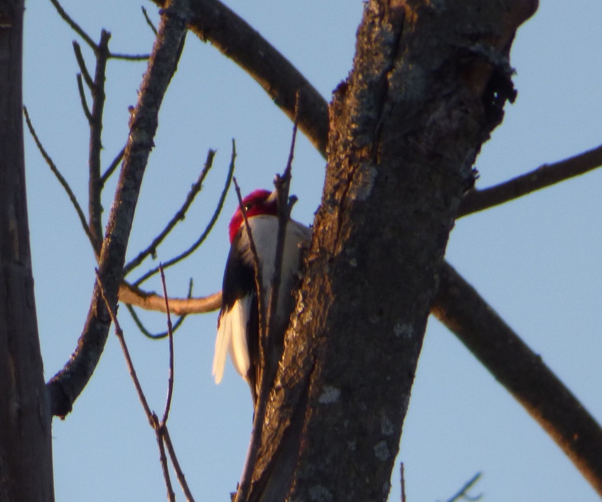 Red-headed Woodpecker - ML26643511