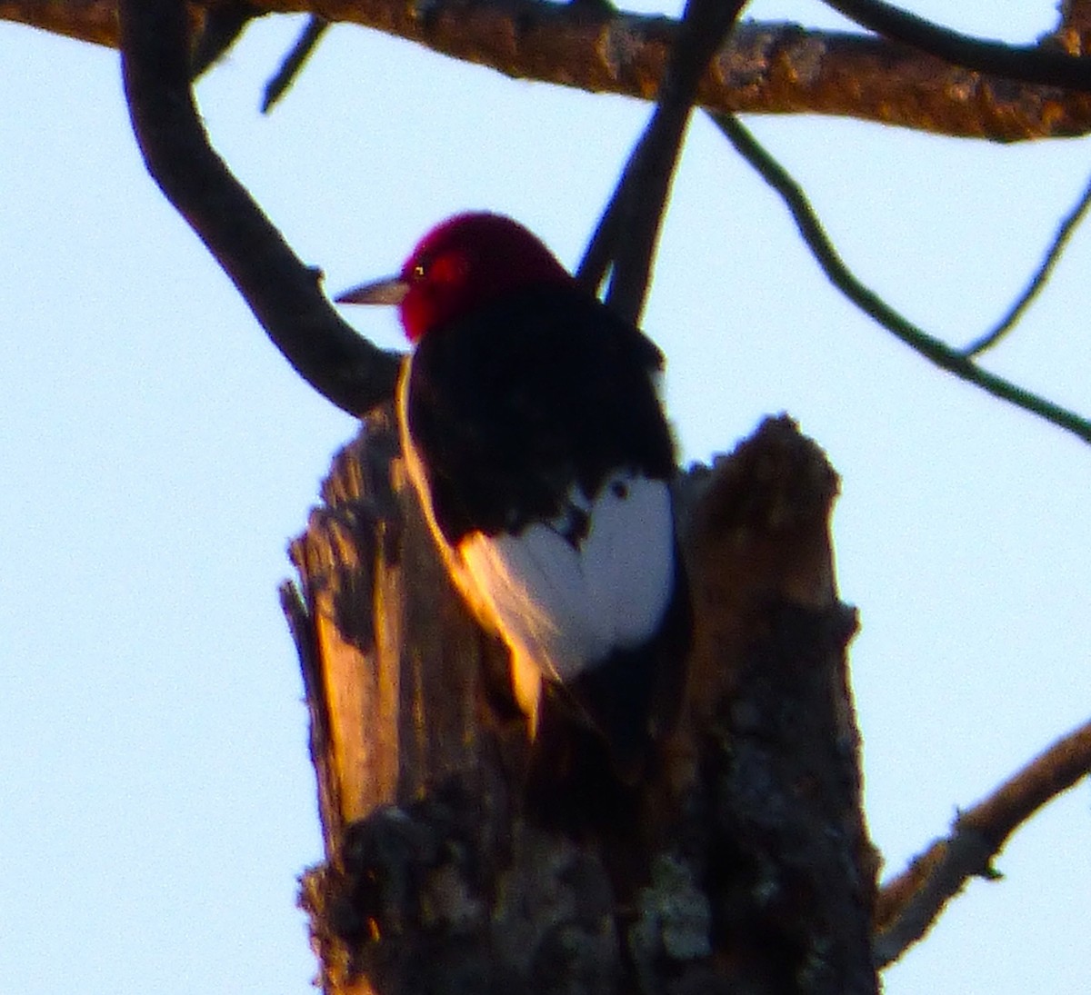 Red-headed Woodpecker - ML26643521